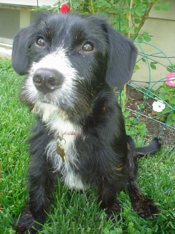 Close Up - Lucas the Cavottish is sitting outside in grass in front of a flower bed